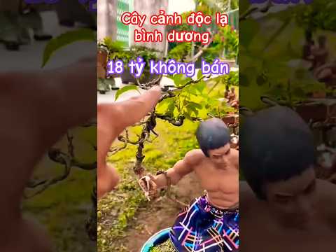 Cây cảnh độc lạ bình dương 2, 2025 p02