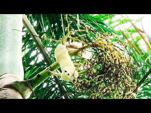 เพลงกระรอกน้อย ภาพจริงน่ารักๆ  by kidstvonline