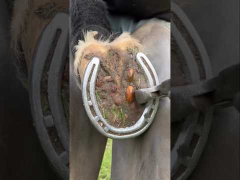 this is How Horse Horseshoe are Change 😰