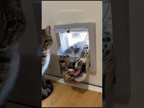 Unbelievable! This cat brought home a snow leopard 😳#animals #cats #foryoupage