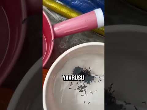 Kaşıktaki Sır: Bu Siyah Şey Aslında Ne? 🐟🤯