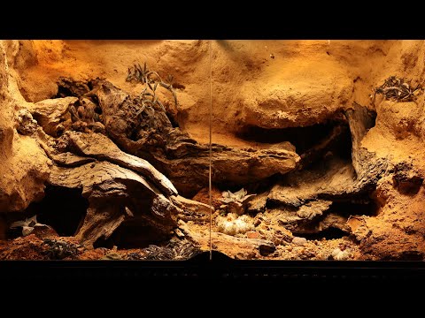 Making a Vivarium with plants that live in the Desert | 사막의 식물들로 비바리움을 만들었습니다