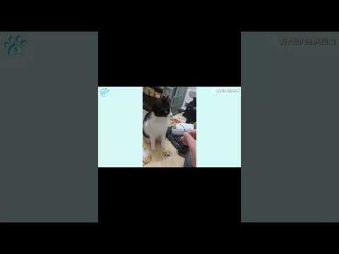 【主人開窗玩具丟陽台牠追上 貓叼回開門衝進房網驚呆！】#shorts