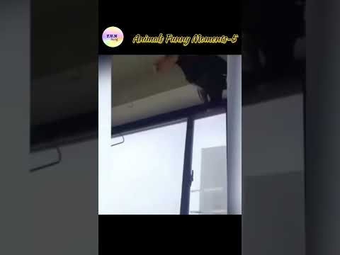 Animals Funny Moments-5 🤣🤪