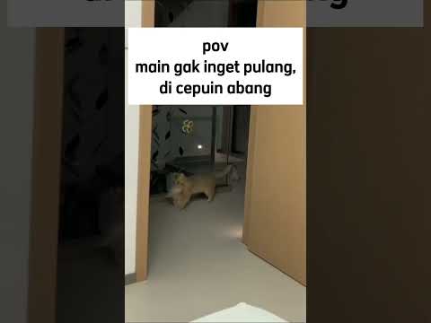lagi main, di cepuin abang #fyp #viralvideo #viralshort #short #catlover #funny #hiburan #meme #pov