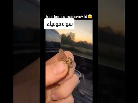 كيف تطعم العنكبوت؟ 😳