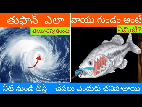 నీటి నుండి తీస్తే చేపలు ఎందుకు చనిపోతాయి ? | 5 Impossible books No one can decode them 🌊