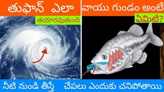 నీటి నుండి తీస్తే చేపలు ఎందుకు చనిపోతాయి ? | 5 Impossible books No one can decode them 🌊