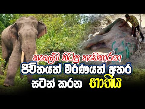 භාතිය ඇතාගේ අසාධ්‍ය අසනීපය 😢 | Bhathiya Elephant’s Sad Story in Sri Lanka 🐘
