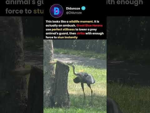 Nature’s Perfect Ambush