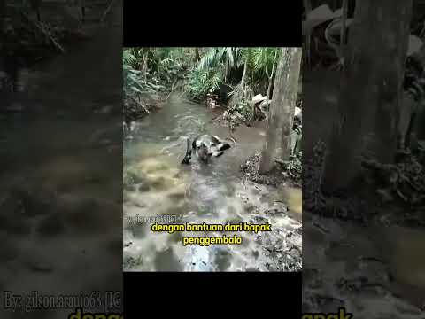 Kasian banget sapinya #hewanunik #youtubeshorts