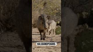 Halsbandpekaris ‒ Jetzt wird's stachelig! #nationalpark #wildlife