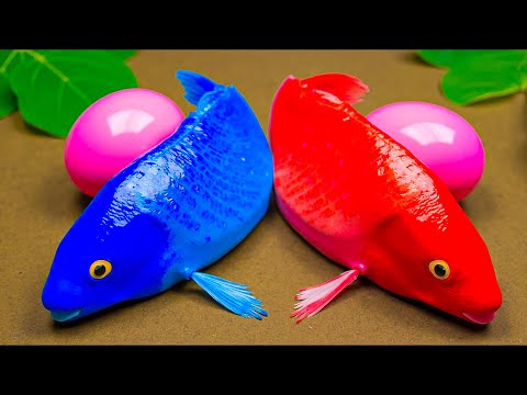 Tangkapan Luar Biasa Ikan lele, Belut pelangi, Ikan cupang , Ikan Kaca, kepiting 💕 Stop Motion ASMR