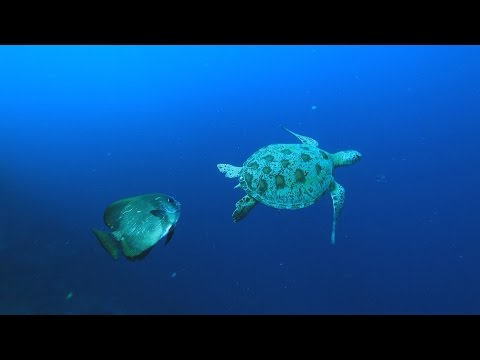 我們的島 第903集 為海龜找生路 (2017-04-24) - YouTube