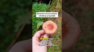 Šafránka červenožlutá - Fialovožlutý mimozemšťan na pařezu! 👽