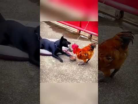 Try Not To Laugh Cats And Dogs Videos 😁 - Best Funniest Animals Video 2024