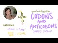 Understanding Codons and Anticodons