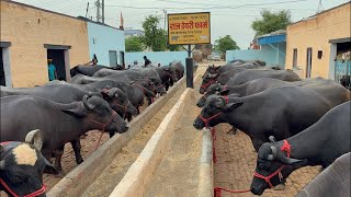 👍📞☎️ 9518675909 , 10 भैंसों को लोडिंग कर रहे महाराष्ट्र डोड के लिए , 40 भैंसों की ख़रीदी चालू
