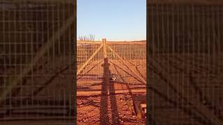 Construção cerca de eucalipto com tela . Parte 2