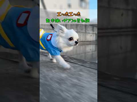 バッグにはおやついっぱいって伝えなきゃ#チワワ #あるある