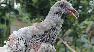 Pigeon Pox Treatment - F1