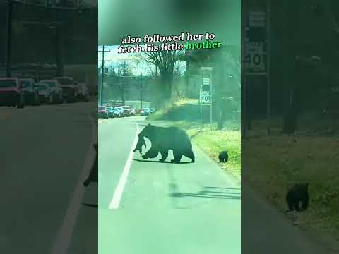 Bear Mom's Road Crossing Adventure #BearMom #BearCubs #WildlifeAdventure #AnimalBehavior #foryou