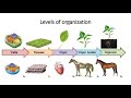 Exploring Levels of Biological Organization