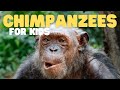 Chimpanzee Behavior and Conservation