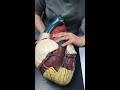 Cardiovascular System Functions and Structures