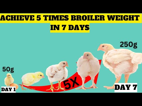 HOW TO GET YOUR BROILERS GAIN 5 TIMES WIGHT IN WEEK 1 WITH ZERO ADDITIONAL COST | BROODING 101