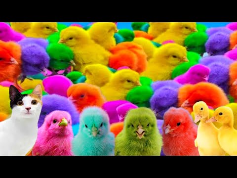 Ayam Lucu, Ayam Warna Warni, Ayam Rainbow, Kelinci Lucu, Bebek Lucu, Ikan Koi, Hewan Lucu #18