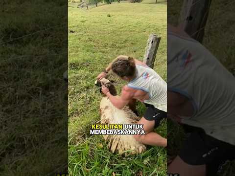 Penyelamatan Kambing Dramatis !