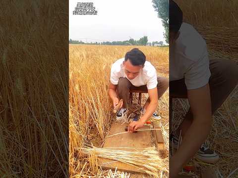 New way of harvesting wheat #shortsvideo