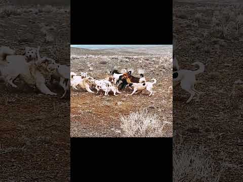 #dog #animals #omg #shortvideo #doglover #doglife