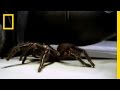 Sydney Funnel Web Spider Facts