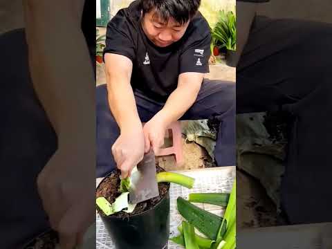Rare Clivia Xiaobin Varieties  Must See