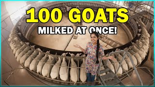 Fully Automated Goat Milking System - Rotary Milking Parlor