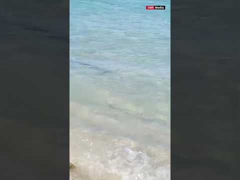 Flic-en-Flac : un bébé requin aperçu dans le lagon, la police appelle à la vigilance