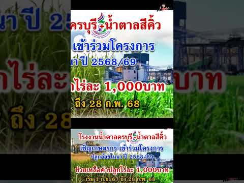 สนันสนุนปลูกอ้อยในนาข้าว1000บาทไร่ข่าวด่วนเงินอ้อยชาวไร่อ้อย