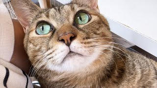 妹猫や弟猫を見ていると急に甘えたモードになる猫が可愛すぎました
