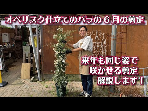 春剪定が超重要！バラのオベリスク仕立て　花後の剪定解説
