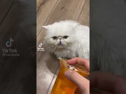 самый жёлтый кот? #врек #cat #дуэт #рекомендации #roblox #кот #роблокс #прикол #minecraft #catlover
