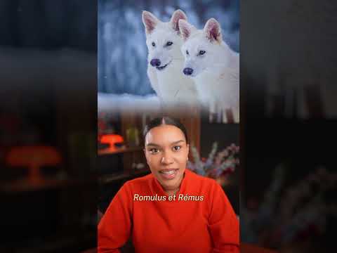 Des chercheurs ont recréé un faux dire wolf en modifiant l’ADN de loups gris.