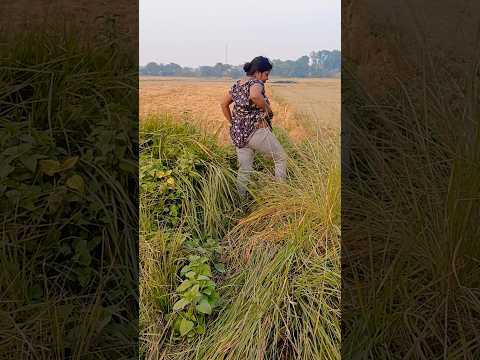 Sarpat ke peeche chalo #shorts #shortvideo #viralvideo #youtubeshorts