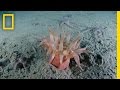 Arctic Ecosystem and Global Changes