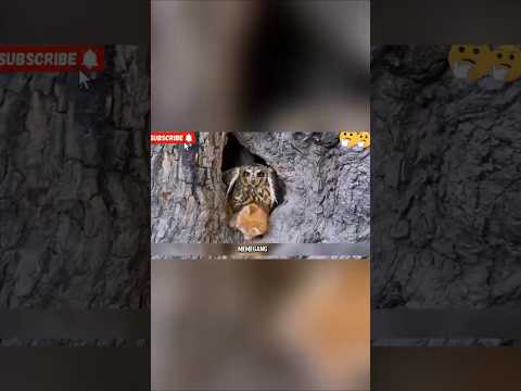 Menolong anak kucing dari cengkraman burung hantu ๐ฆ