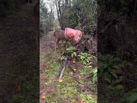 Lady Frees Deer After Its Head Gets Stuck in Cat Food Bag
