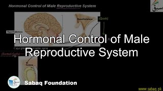 Hormonal Control of Male Reproductive System