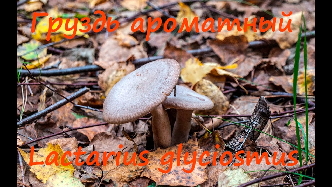 Груздь ароматный - воистину ароматный!