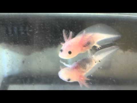 Baby Axolotl For Sale 09 21